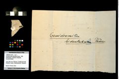 Foto (Objekt + Etikett) von Goniodromites bidentatus (Reuss, 1858)  (NHMW-GEO-1990-0041-3233)
